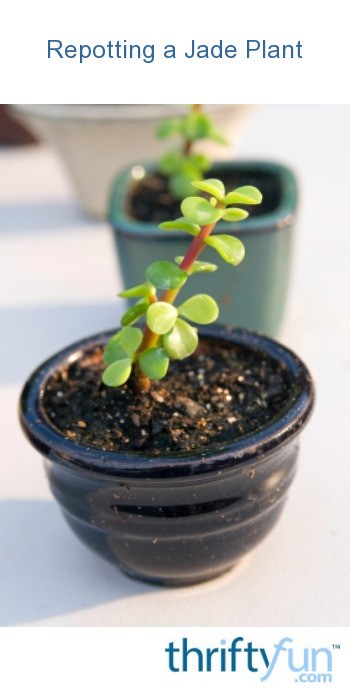 Repotting A Jade Plant Thriftyfun,How To Revive A Dying Spider Plant