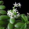 Flowering Jade (Crassula)
