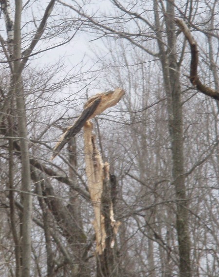 Broken tree that looks like large bird.