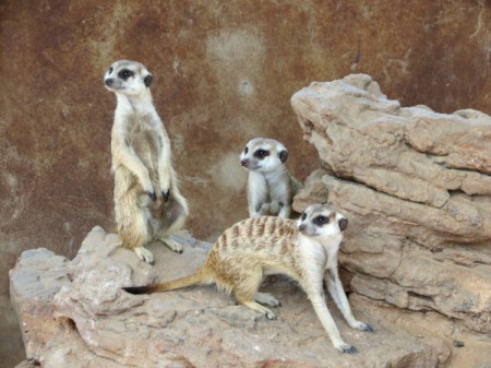 Meerkat family.