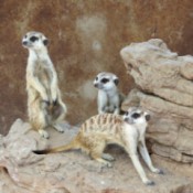 Meerkat family.