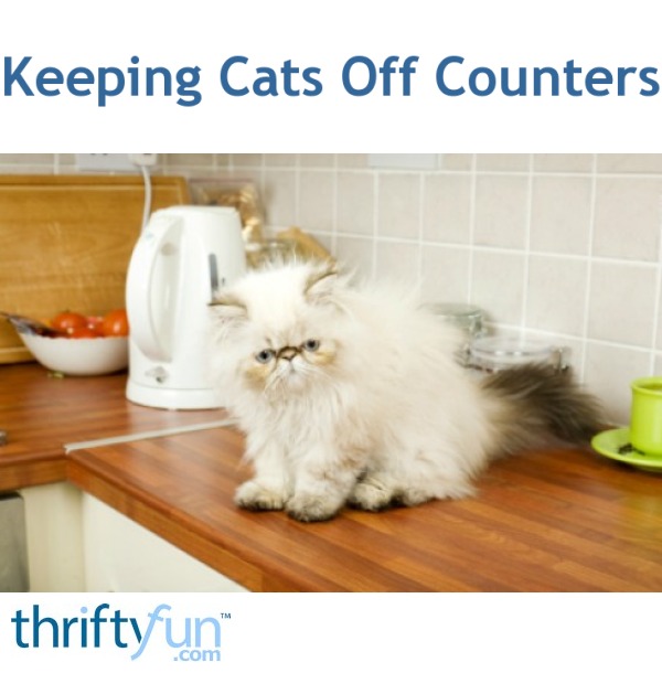 Keeping Cats Off Counters | ThriftyFun