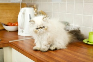 cat on a kitchen counter