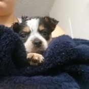 Bandit (Queensland Heeler)