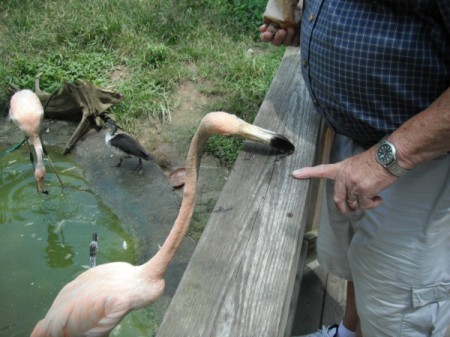 Sylvan Heights Waterfowl Park (NC)