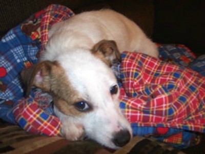 A Jack Russell Terrier lying on a colorful blanket.