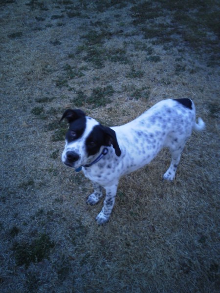 Black and white dog.