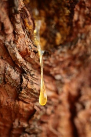 Sap Dripping From a Tree