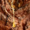 Sap Dripping From a Tree