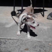 Tan and white dog outside.