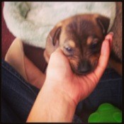 Hand holding head of puppy.