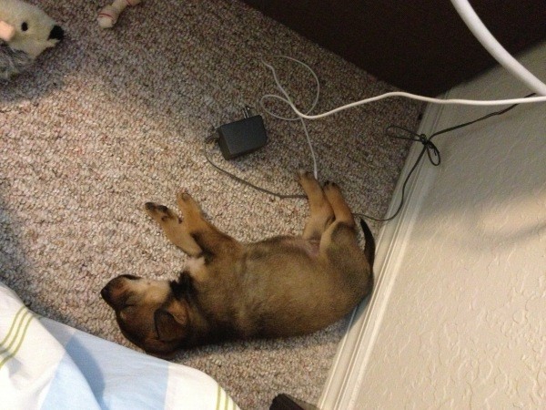 Puppy sleeping on carpet.
