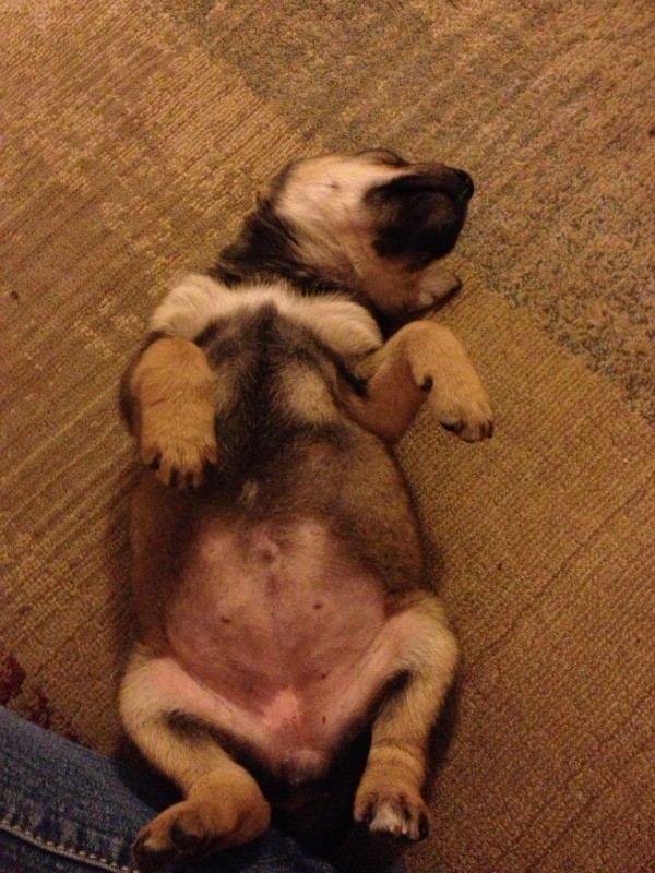 Puppy lying on back with tummy showing.