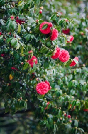 Camellia Bush