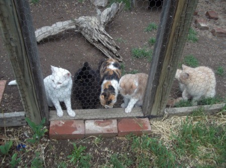 Cats in outside pen.