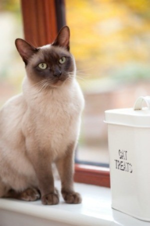 A cat sitting by a container that says cat treats on it.
