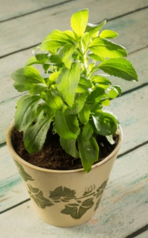 stevia plant