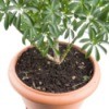 potted houseplant