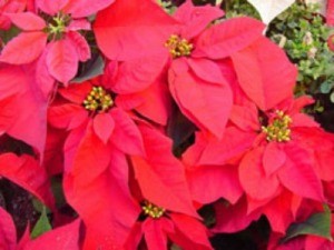 Poinsettias