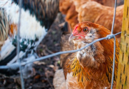 Hen eyeing the photographer.