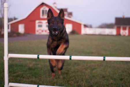 Running toward hurdle.