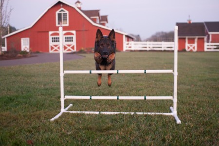 Jumping a hurdle.