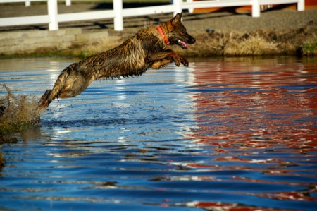 Leaping into the water.