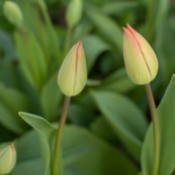 Tulips Not Blooming