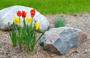 Mulching Tulips