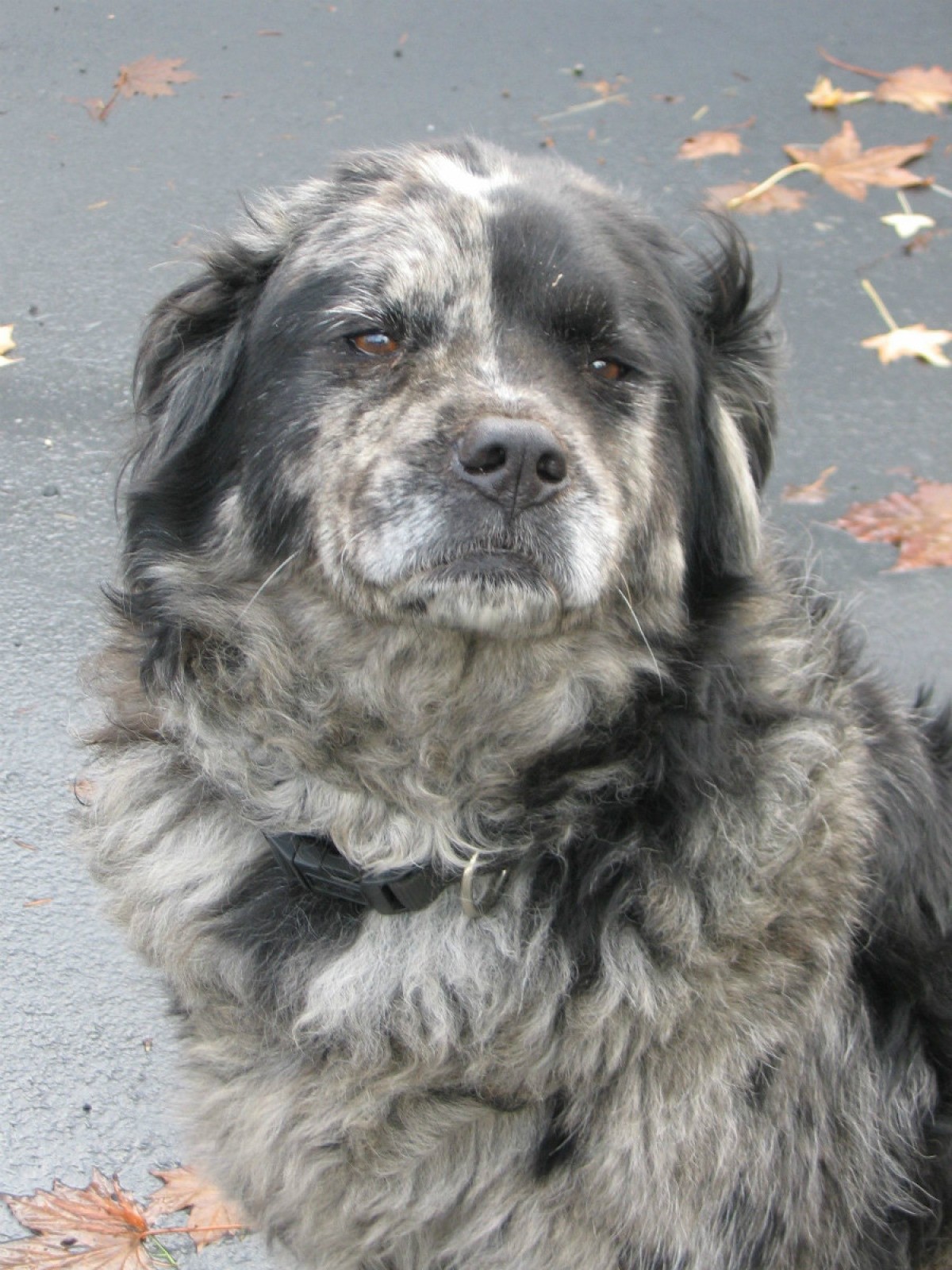 chow chow australian shepherd mix