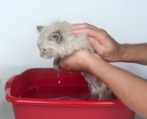 Flea Bath