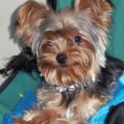 Yorkie.