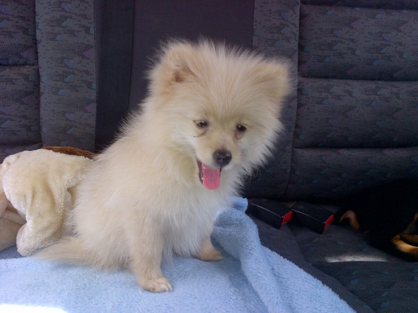 Little toy Pom.