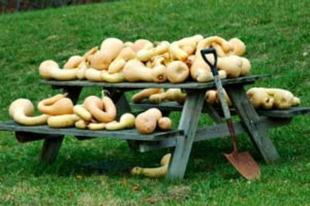 Gourd harvest on a picnic table.