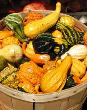 Gourd harvest in a basket.