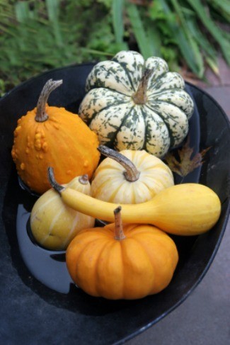 Growing Gourds  ThriftyFun