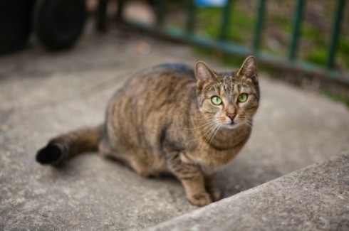 stray cats spraying my house