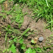 What are these plants? (Yarrow)