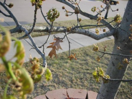 Last Leaf and New Spring Buds