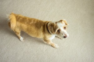 Dog Standing on Carpet