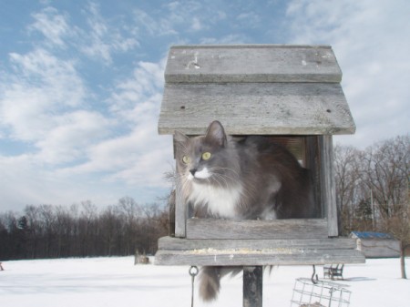 Cat in bird feeder.