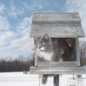 Cat in bird feeder.