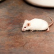 mouse in the kitchen