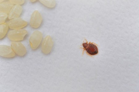 Bed bug next to grains of rice.