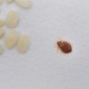 Bed bug next to grains of rice.