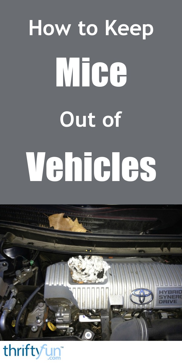 mice engine rodent control thriftyfun keep nest getting rats keeping rodents pest rid repellent nesting vehicles rat mouse compartment away