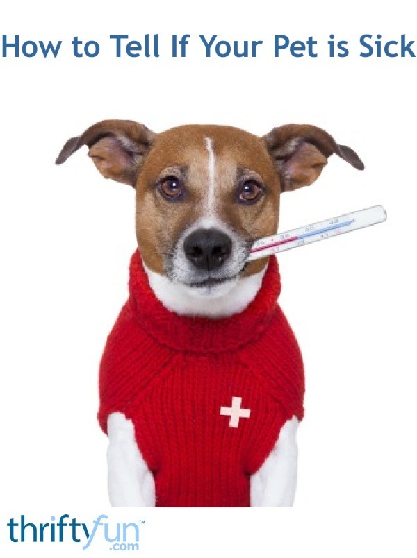 How to Tell If Your Pet is Sick ThriftyFun