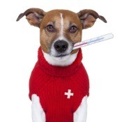 How to Tell If Your Pet is Sick