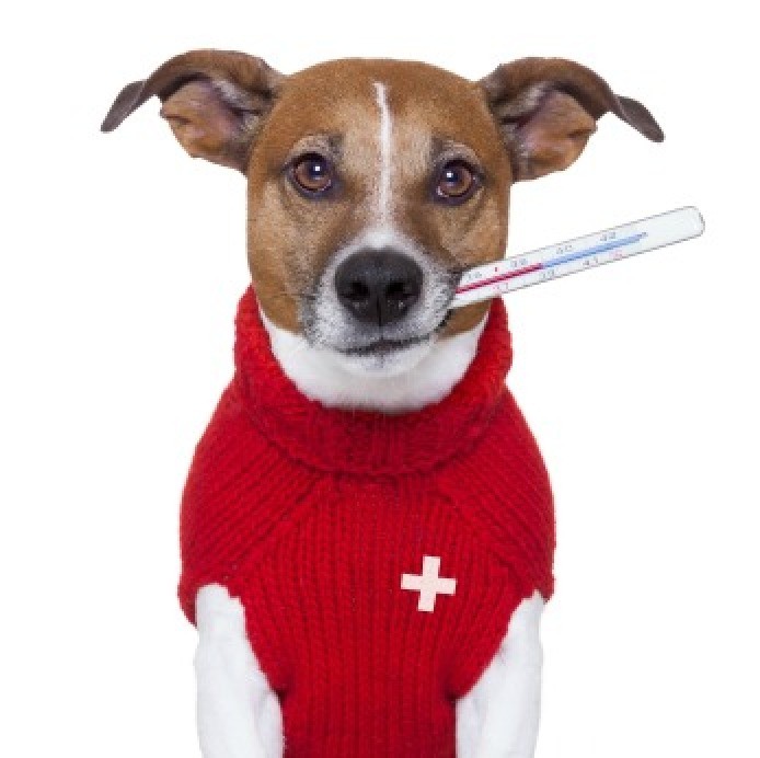 How to Tell If Your Pet is Sick ThriftyFun