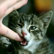 A cat biting its owners finger.